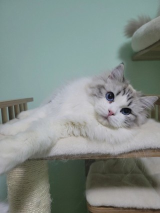 山猫直播在线观看(山猫直播在线观看视频)