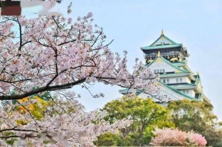 大阪樱花(塞阿拉大阪樱花)
