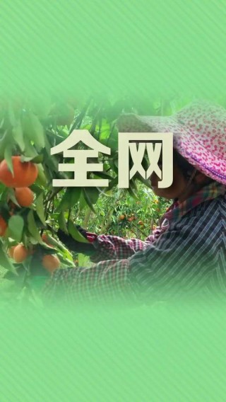 柑橘直播app(橘子直播平台app)