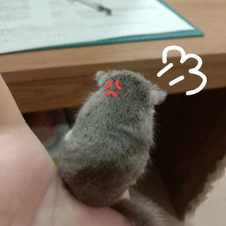 欧洲杯西班牙睡鼠(西班牙欧洲杯比赛视频)