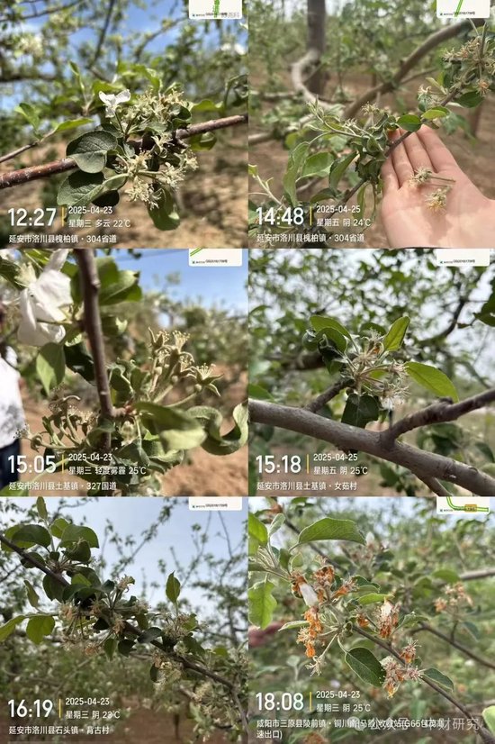 【中财研究】2025年新季苹果坐果调研纪实（西部部分产区篇）  第8张