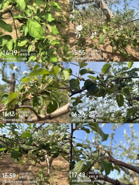 【中财研究】2025年新季苹果坐果调研纪实（西部部分产区篇）  第9张