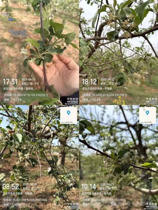 【中财研究】2025年新季苹果坐果调研纪实（西部部分产区篇）  第10张