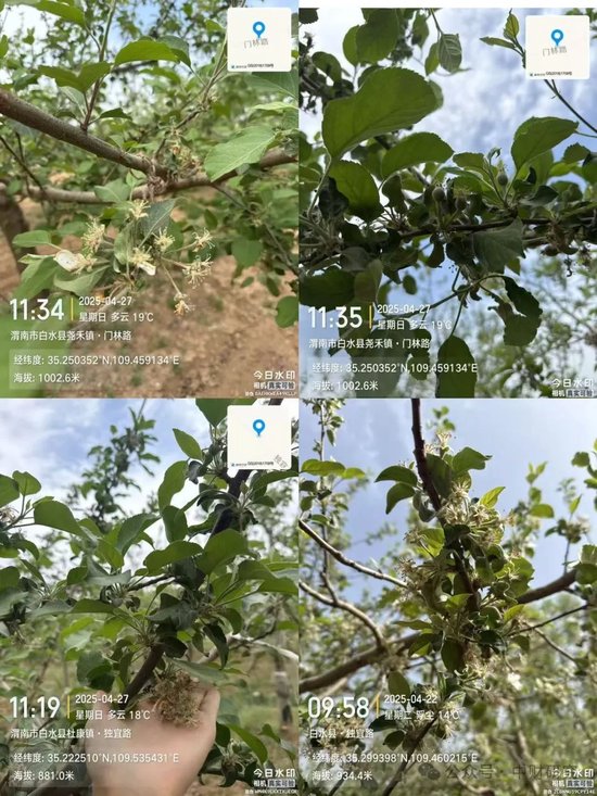 【中财研究】2025年新季苹果坐果调研纪实（西部部分产区篇）  第12张